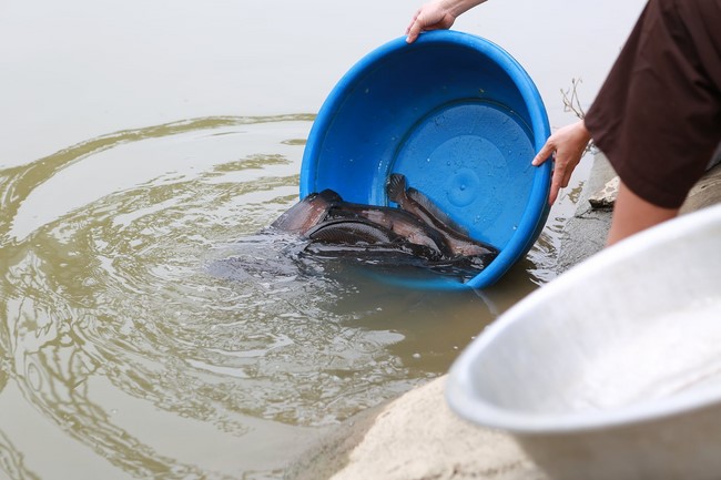 Charity of  Dong Cao pagoda